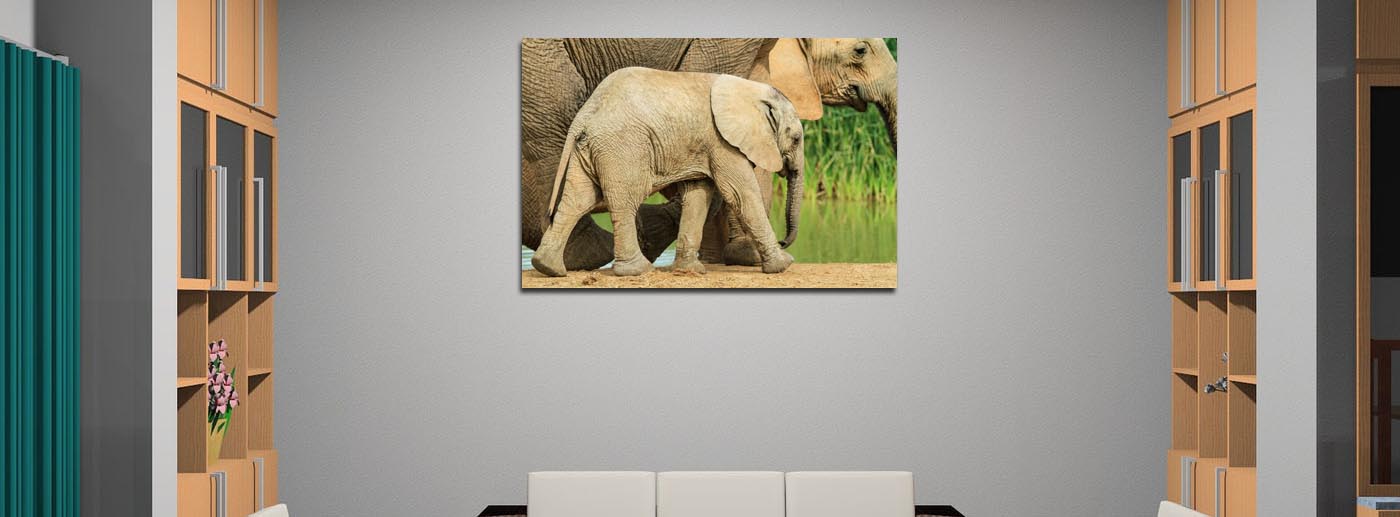 Zuid Afrika Addo Elephantpark